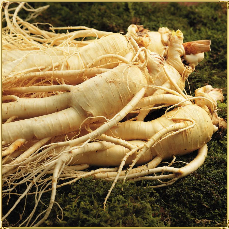 SÂM TƯƠI ĐƯỢC RỬA SẠCH ĐÓNG GÓI THÔNG THƯỜNG